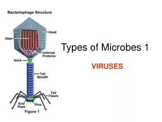 Types of Microbes 1