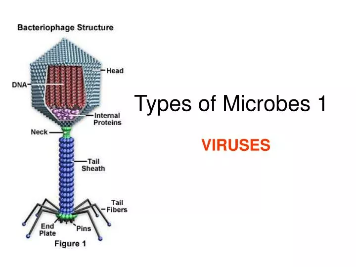 types of microbes 1