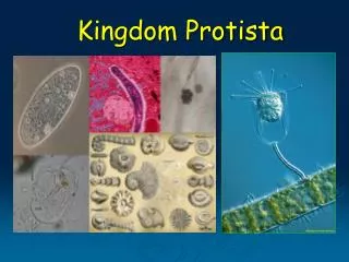 Kingdom Protista