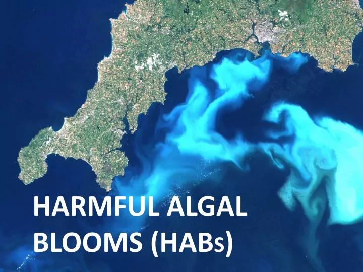 harmful algal blooms hab s