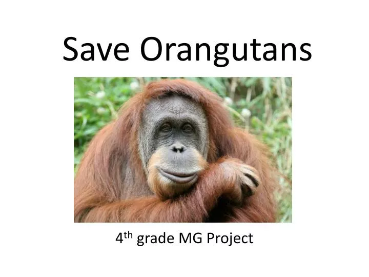 save orangutans