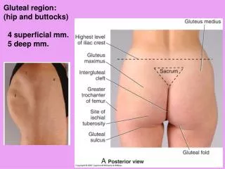 Gluteal region: (hip and buttocks) 4 superficial mm. 5 deep mm.