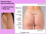 Gluteal region: (hip and buttocks) 4 superficial mm. 5 deep mm. - slide 1