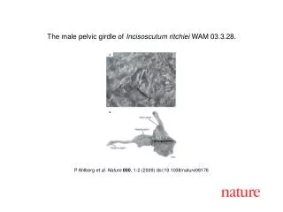 P Ahlberg et al. Nature 000 , 1-2 (2009) doi:10.1038/nature08176