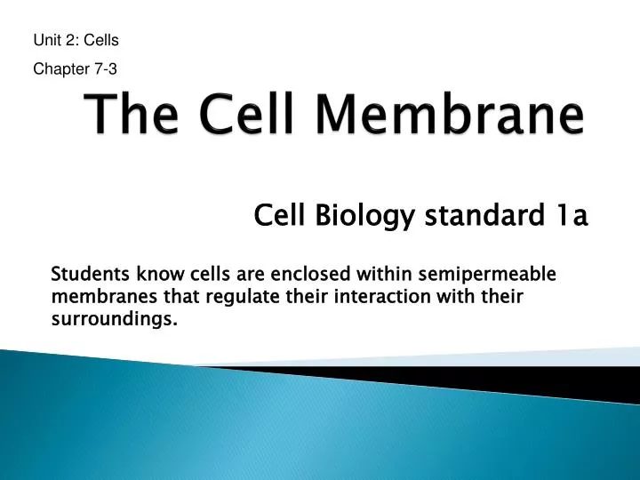 the cell membrane