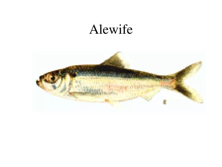 alewife
