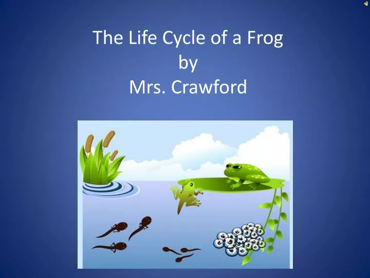 the life cycle of a frog by mrs crawford