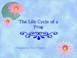 the life cycle of a frog