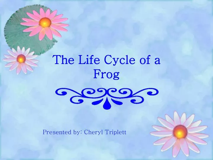 the life cycle of a frog