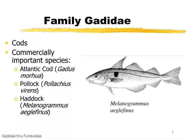 family gadidae