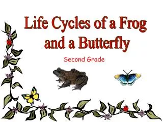 Life Cycles of a Frog and a Butterfly