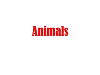 animals