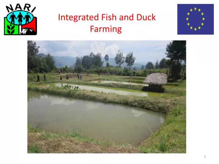 integrated fish and duck farming