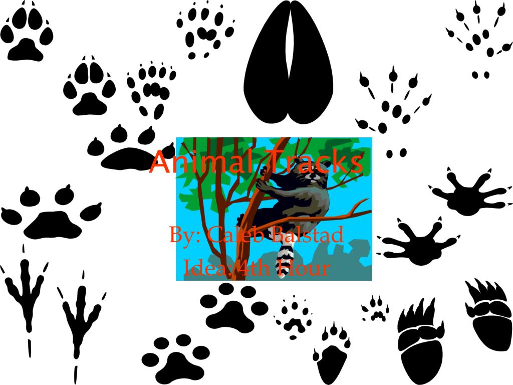 PPT - Animal Tracks PowerPoint Presentation, free download - ID:6191166