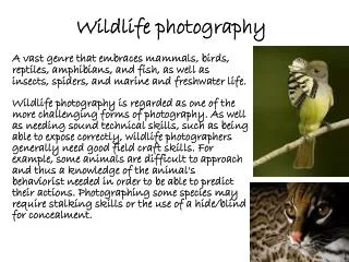 Wildlife photography