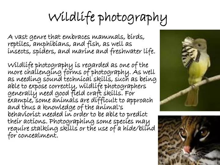 wildlife photography