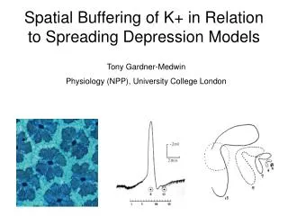 Spatial Buffering of K+ in Relation to Spreading Depression Models