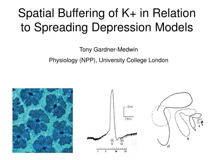 spatial buffering of k in relation to spreading depression models