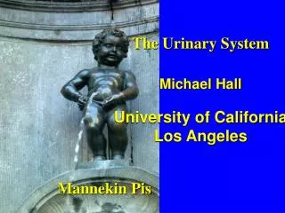 The Urinary System Michael Hall University of California Los Angeles