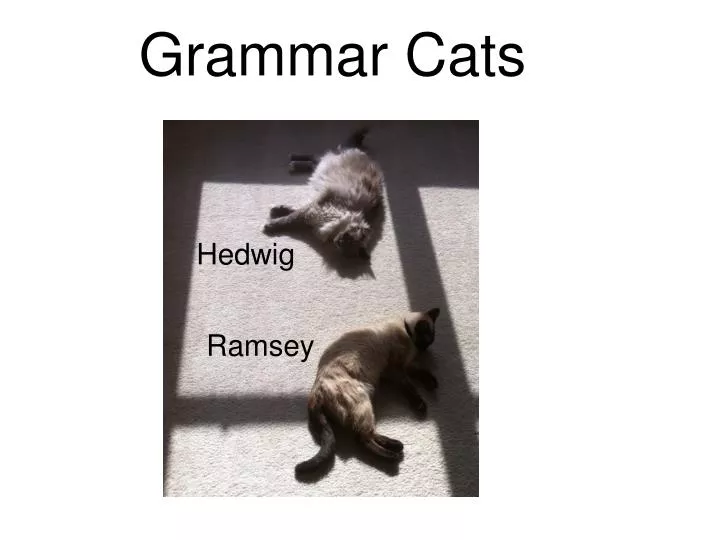 grammar cats