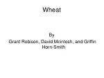 Wheat - slide 1
