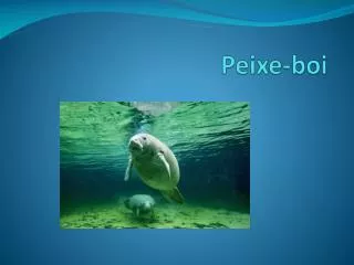 peixe boi