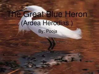 The Great Blue Heron (Ardea Herodias )