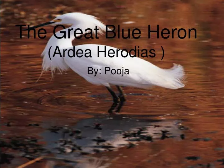 the great blue heron ardea herodias