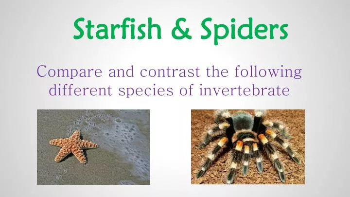starfish spiders