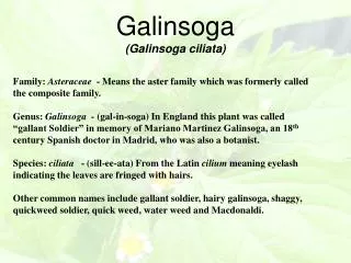 Galinsoga (Galinsoga ciliata)