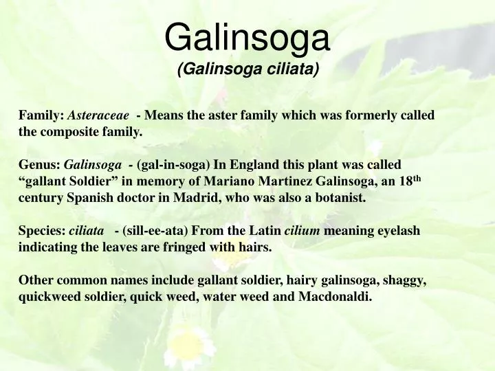 galinsoga galinsoga ciliata