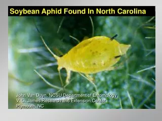 Soybean Aphid Found In North Carolina