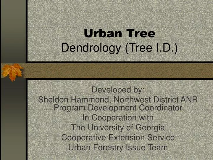 urban tree dendrology tree i d