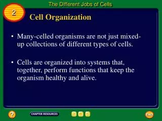 Cell Organization