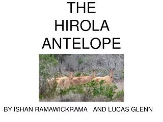 THE HIROLA ANTELOPE