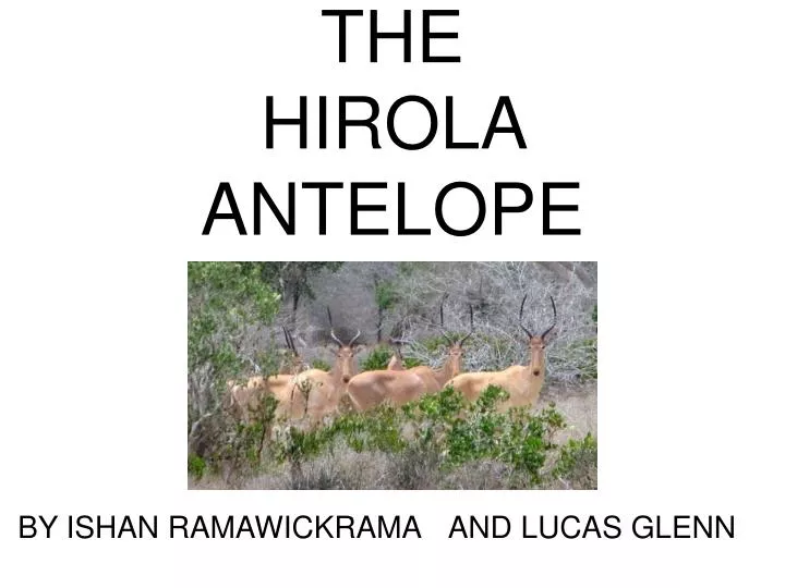 the hirola antelope