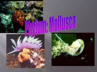 Phylum: Mollusca