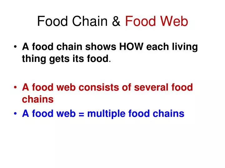 food chain food web
