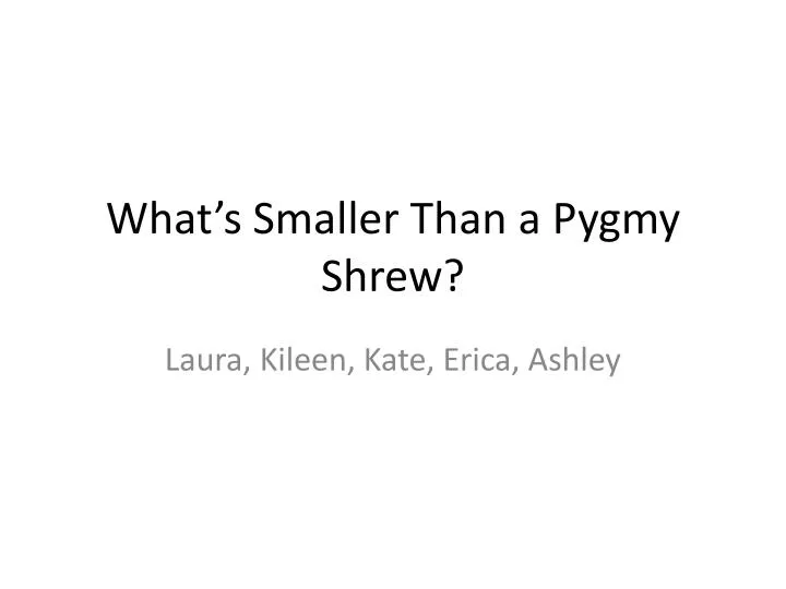 what s smaller than a pygmy shrew