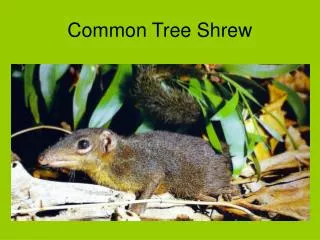 common tree shrew