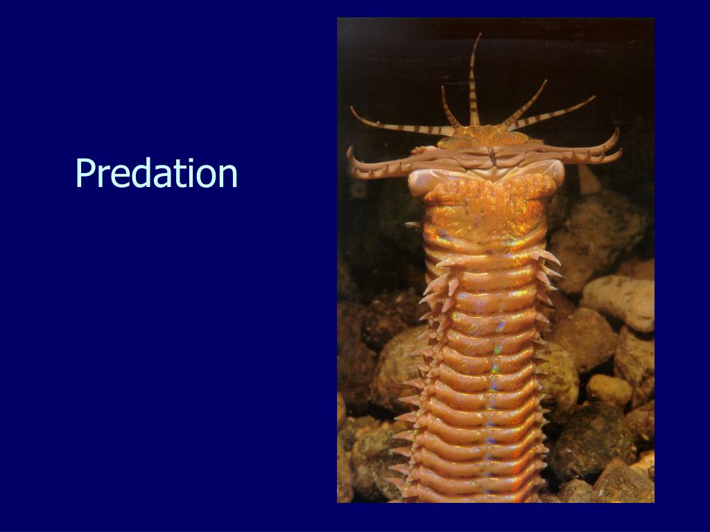 PPT - Predation PowerPoint Presentation, free download - ID:6194100