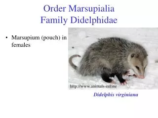 Order Marsupialia Family Didelphidae