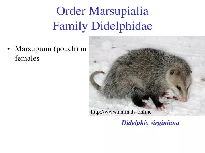order marsupialia family didelphidae