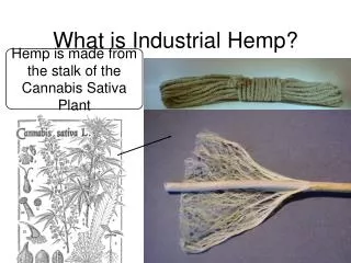 What is Industrial Hemp?