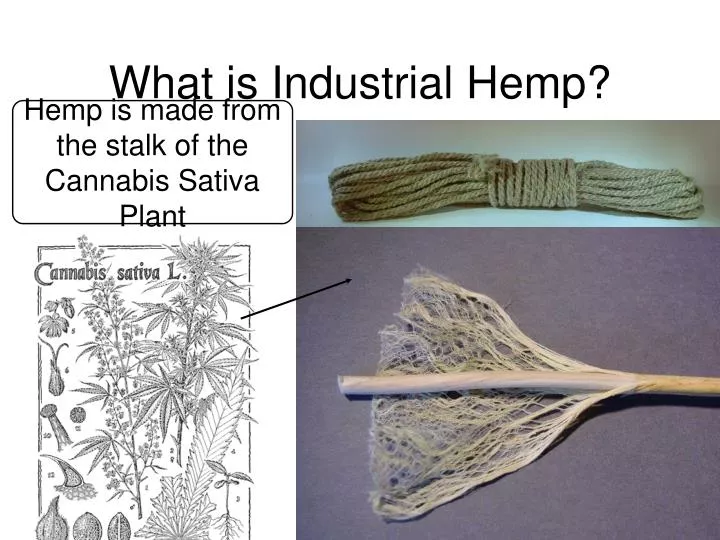 what is industrial hemp