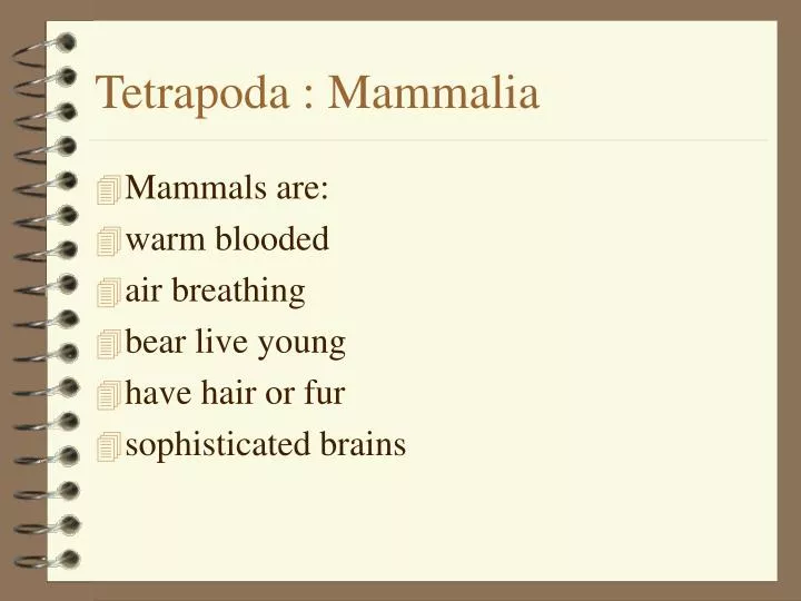 tetrapoda mammalia