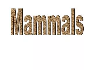 Mammals