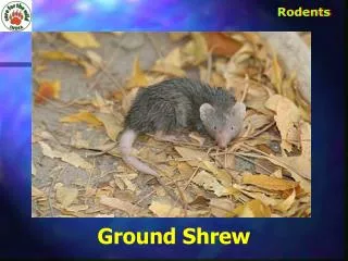 Ground Shrew