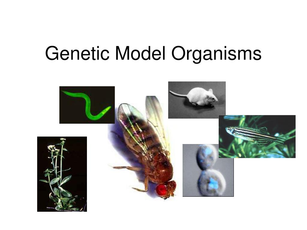 PPT - Genetic Model Organisms PowerPoint Presentation, free download ...