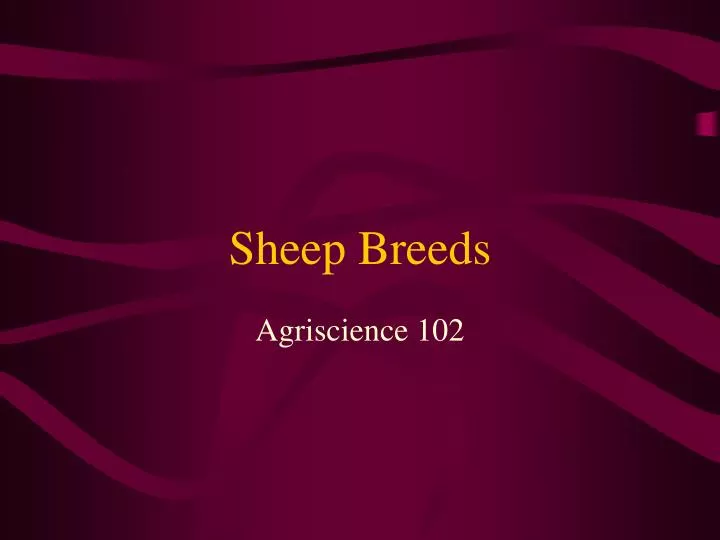 sheep breeds